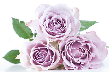 Image showing Pastel shade roses