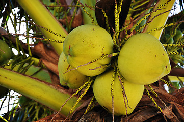 Image showing Coconut fruits hanging on the tree