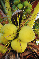 Image showing Coconut fruits on the tree