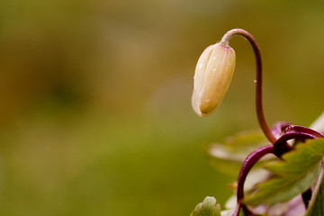 Image showing thimbleweed bud