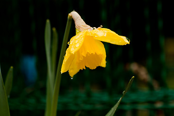 Image showing narcissus