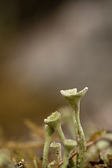 Image showing moss flower