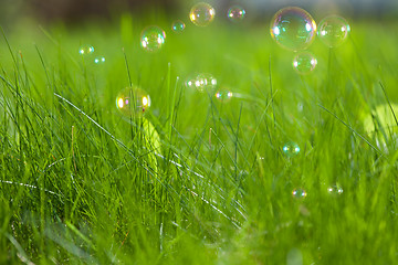 Image showing Soap bubbles on green grass