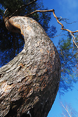 Image showing lofty curved pine-tree against blue sky