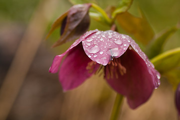 Image showing helleborus niger