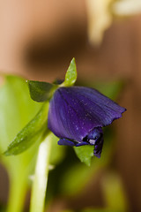 Image showing pansy bud