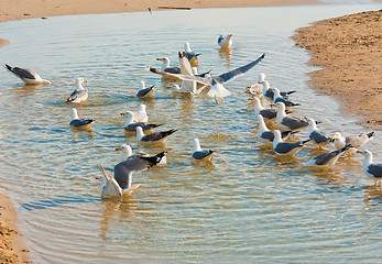 Image showing Seagulls