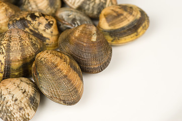 Image showing Fresh clams