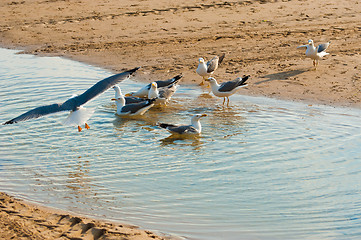 Image showing Seagulls