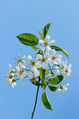 Image showing Flowering cherry branch