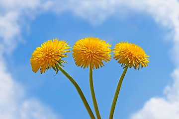 Image showing Three dandelion flowers