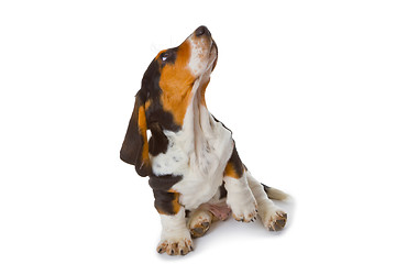 Image showing Cute basset puppy