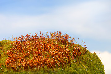 Image showing Moss surface