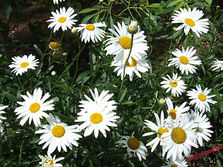 Image showing back yard  garden