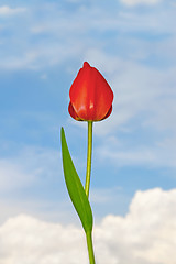 Image showing Tulip flower