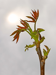 Image showing Young spring walnut sprout