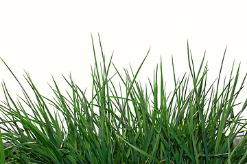 Image showing Young green grass over white