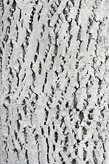 Image showing Bark of tree covered with lime