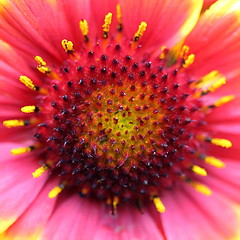 Image showing gaillardia