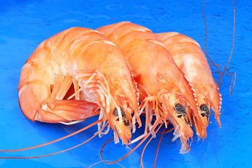 Image showing Three shrimps over blue