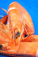 Image showing Boiled shrimps macro