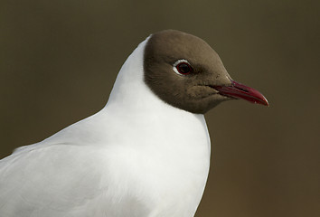 Image showing Black-headed Gull