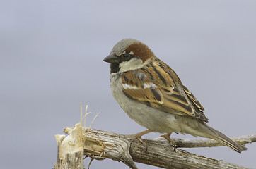 Image showing House sparrow