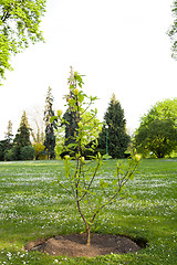 Image showing a flowering branch of a tree in the park.