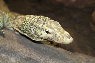 Image showing lizard at the zoo in Prague