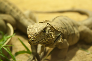 Image showing lizard at the zoo in Prague