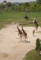 Image showing giraffe, zoo in Prague, prairie