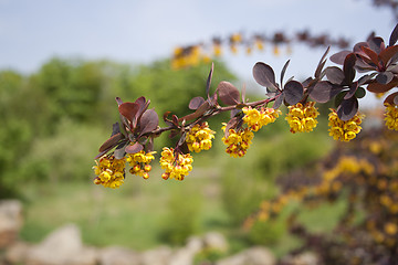 Image showing a flowering branch of a tree in the park.