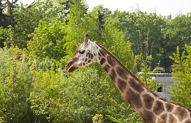 Image showing giraffe, zoo in Prague, prairie
