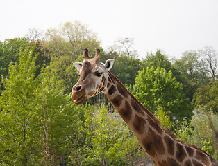 Image showing giraffe, zoo in Prague, prairie