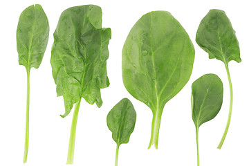 Image showing ifferent shape of fresh spinach