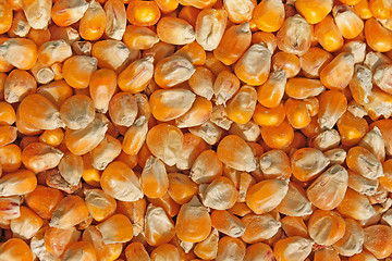 Image showing Crop of corn fodder 