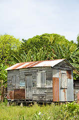 Image showing ramshackle zinc clapboard house jungle Corn Island Nicaragua