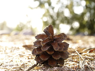 Image showing pine cone 