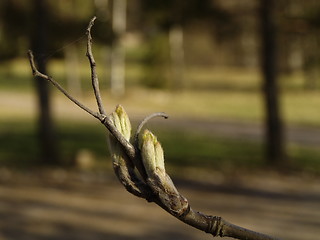 Image showing buds