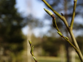 Image showing branch with sprouts