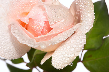 Image showing close-up beautiful pink rose with water drops 