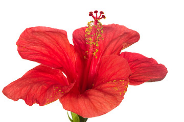 Image showing red hibiscus isolated on the white background 