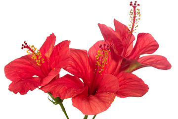 Image showing red hibiscus isolated on the white background 