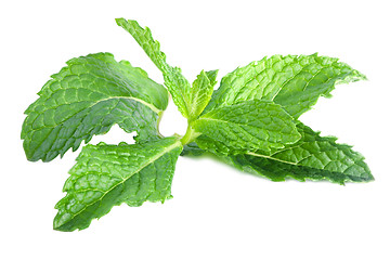 Image showing fresh mint leaves isolated on a white background 