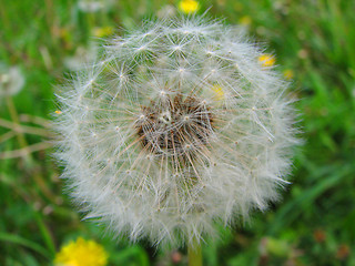 Image showing white dandelion