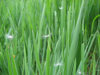 Image showing seed of dandelion