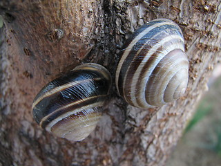 Image showing snail on the tree