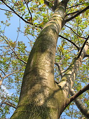 Image showing walnut-tree