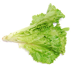 Image showing lettuce