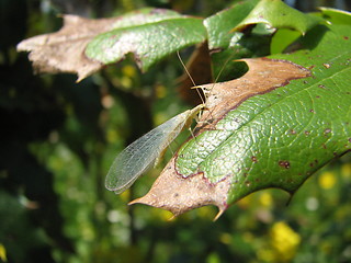 Image showing bug on the leaf